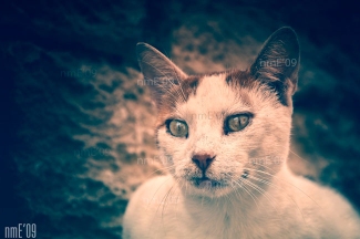 catman.jpg